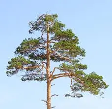 Клееный брус из сосны